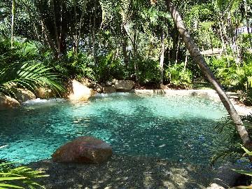 Melaleuca Palm Cove