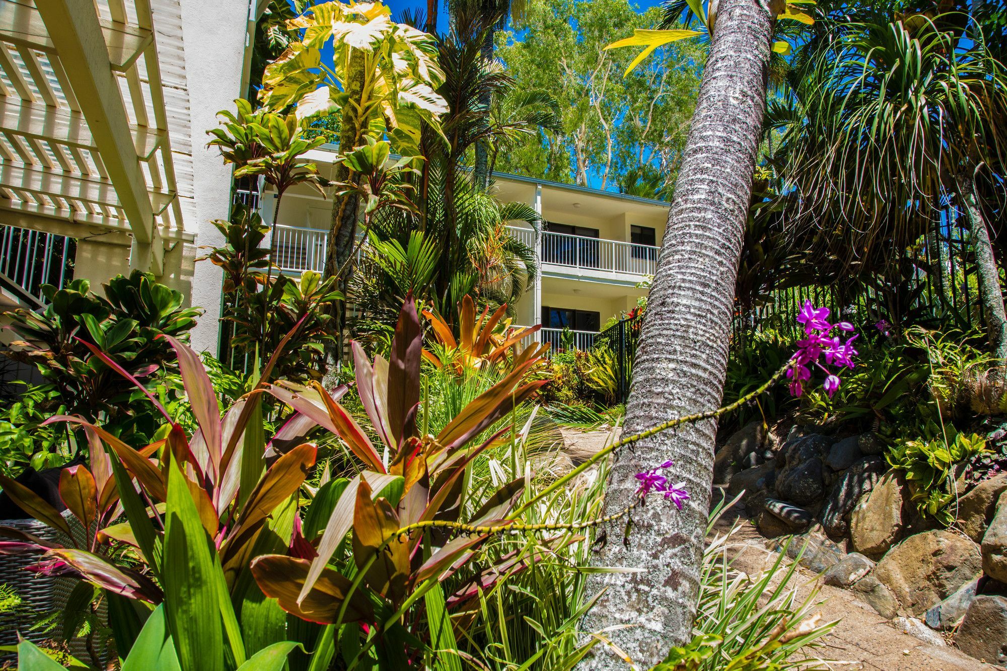 Melaleuca 4*