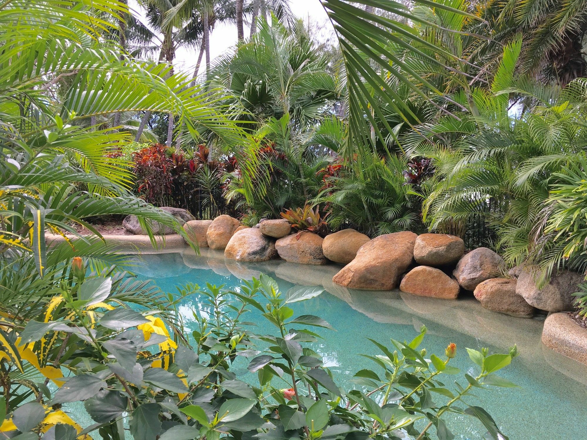 Melaleuca Palm Cove