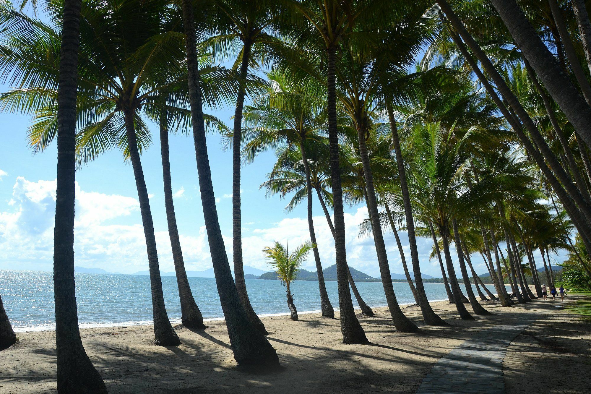 Melaleuca Palm Cove